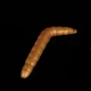 Iron trout baco Gold