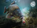Nástraha D SNAX SHELL / 14mm 30g