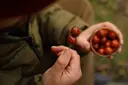 NIKL Boilies v dipu CHILLI & PEACH - 250ml