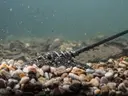 Pružinové krmítko Delphin WireX